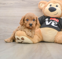 7 week old Cavapoo Puppy For Sale - Premier Pups