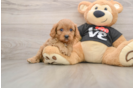 Best Cavapoo Baby