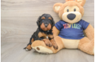 Cavapoo Puppy for Adoption