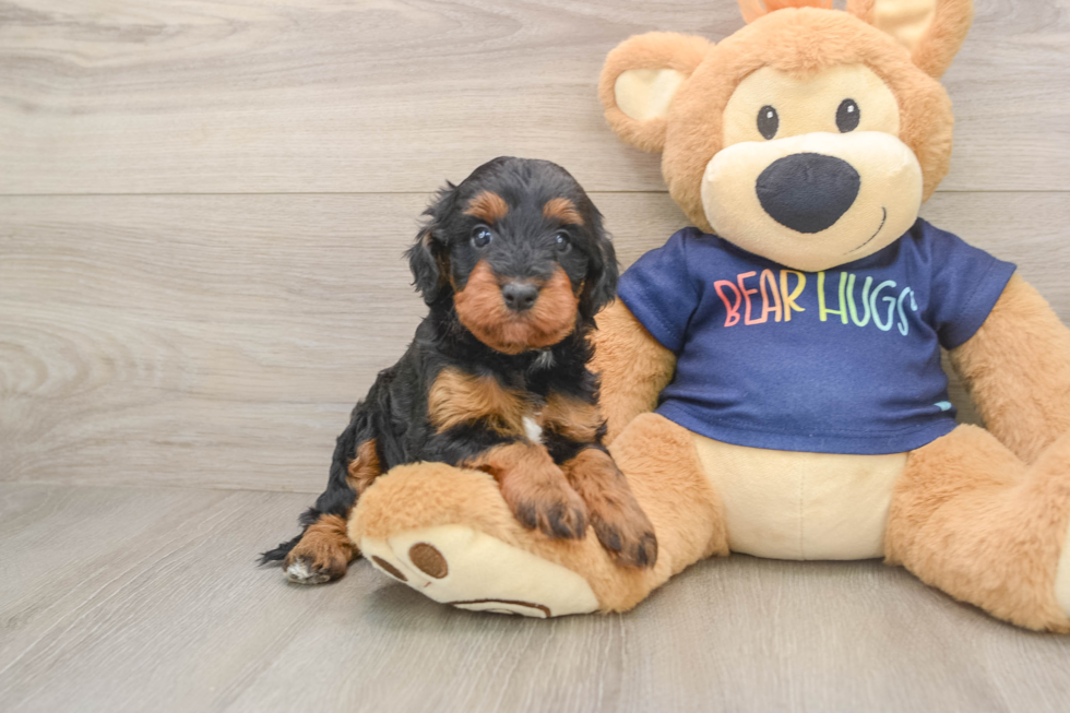 Cavapoo Puppy for Adoption