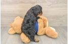 Smart Cavapoo Poodle Mix Pup