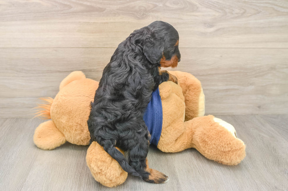 Smart Cavapoo Poodle Mix Pup
