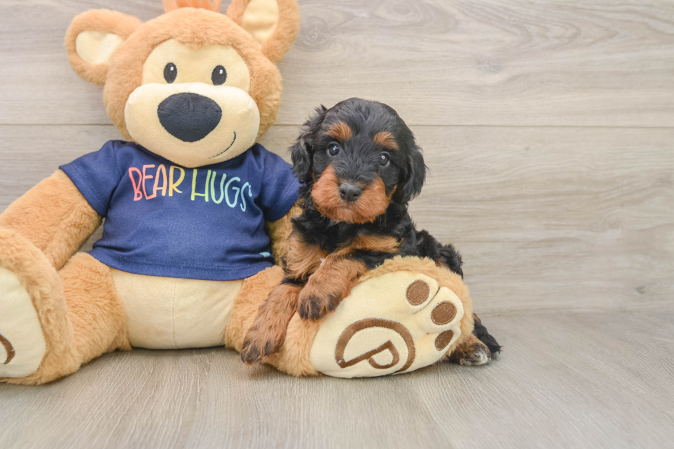 Energetic Cavoodle Poodle Mix Puppy