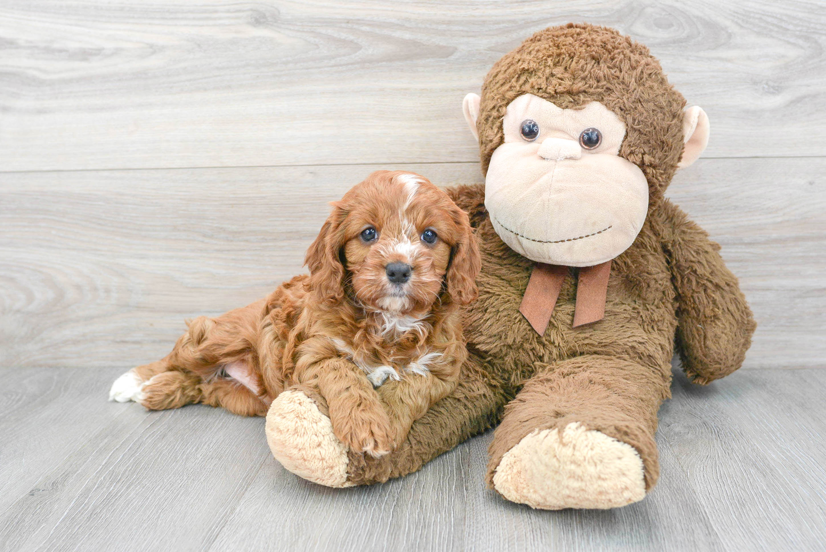 Cute Cavapoo Zeta: 6lb 12oz Doodle Puppy
