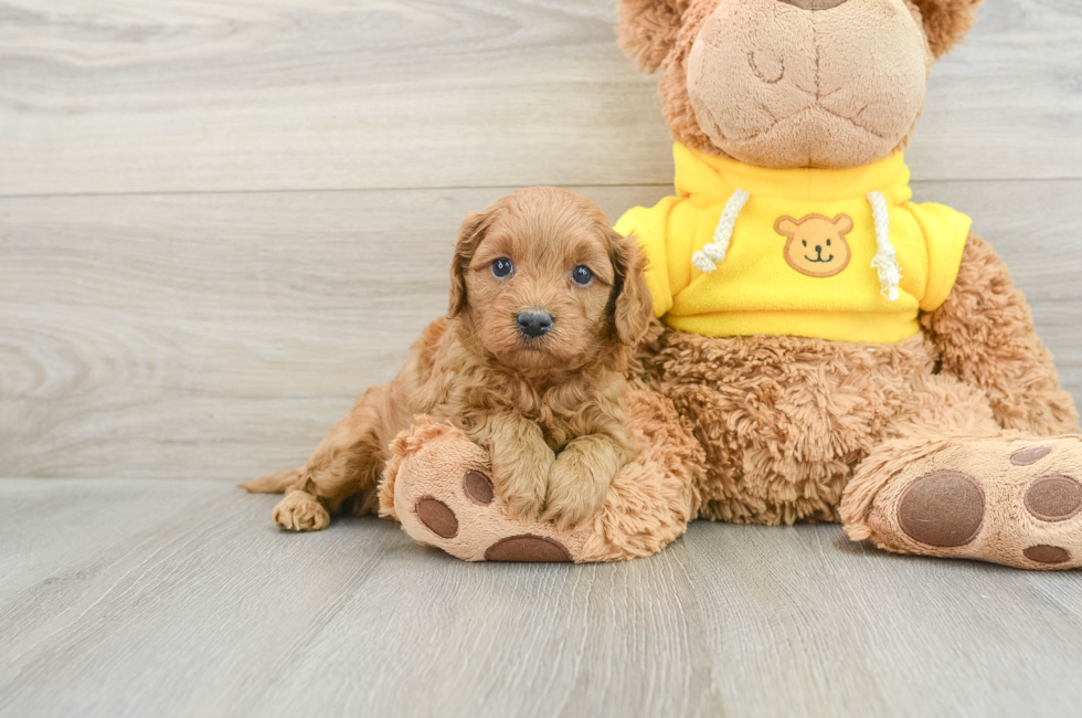 6 week old Cavapoo Puppy For Sale - Premier Pups