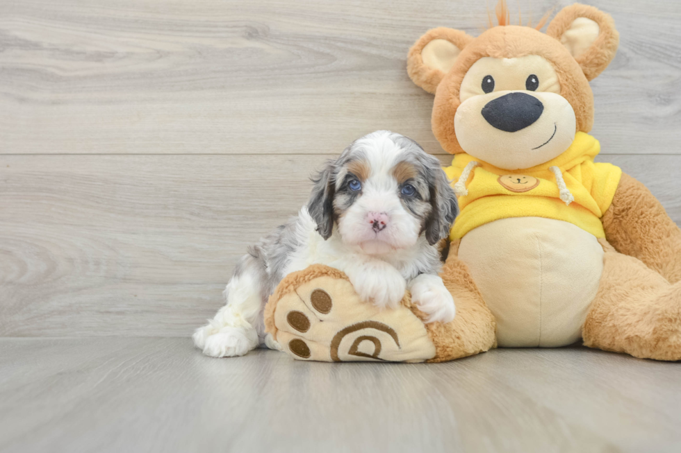 Cavapoo Puppy for Adoption