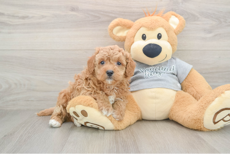 Cavapoo Pup Being Cute