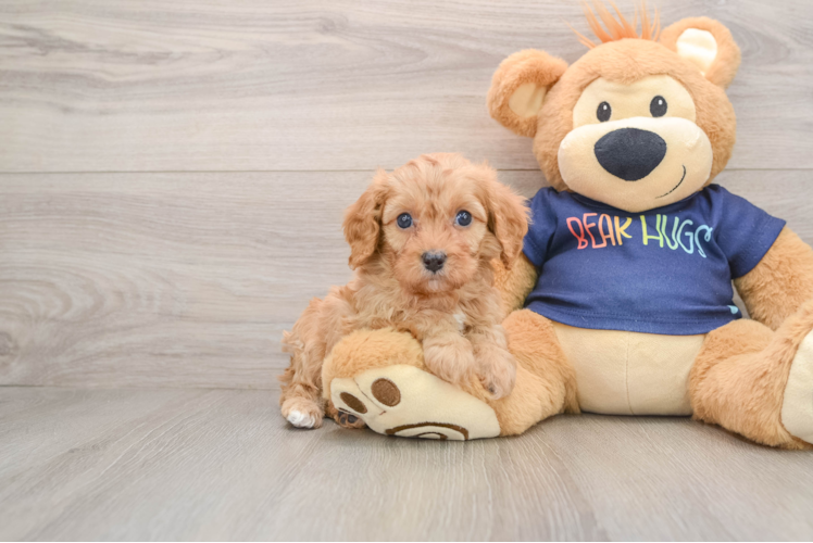 Cavapoo Puppy for Adoption