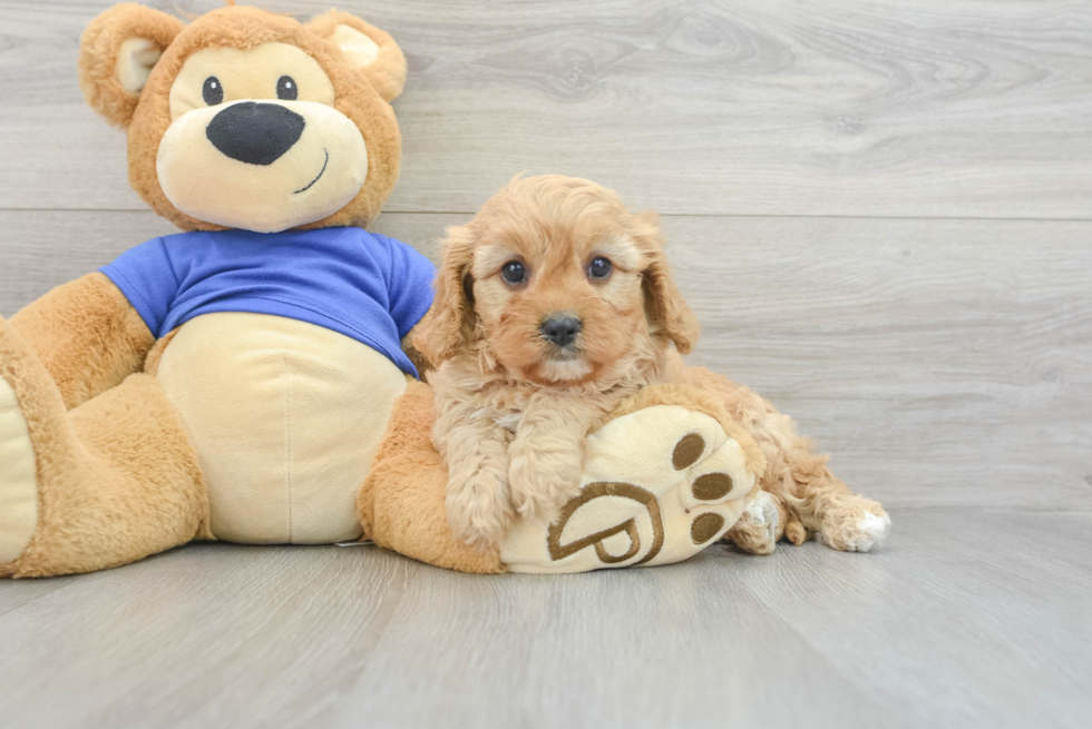 Small Cavapoo Baby