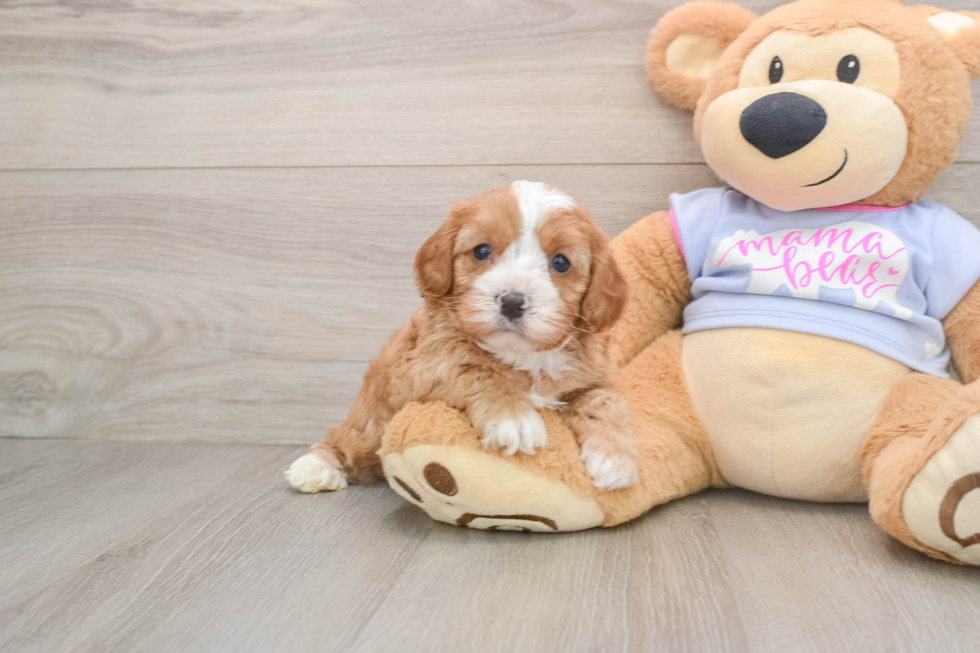 Cavapoo Pup Being Cute