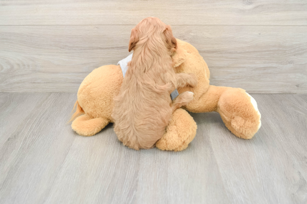 Funny Cavapoo Poodle Mix Pup