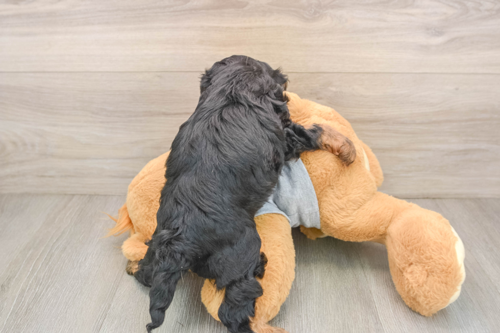 Cavapoo Pup Being Cute