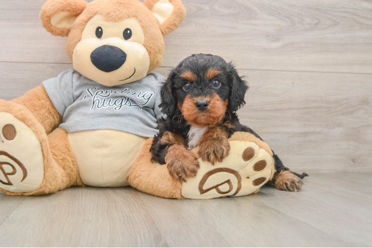 Petite Cavapoo Poodle Mix Pup