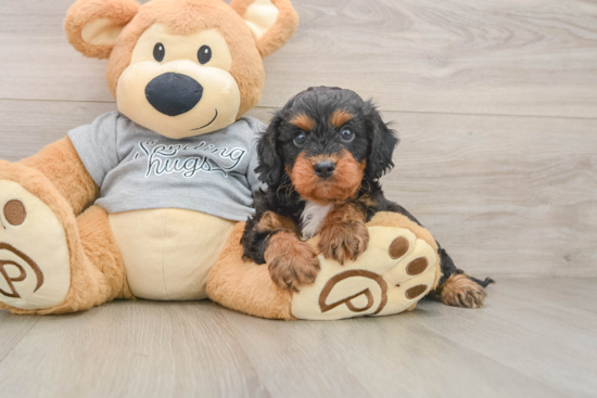 Petite Cavapoo Poodle Mix Pup