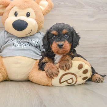 Petite Cavapoo Poodle Mix Pup