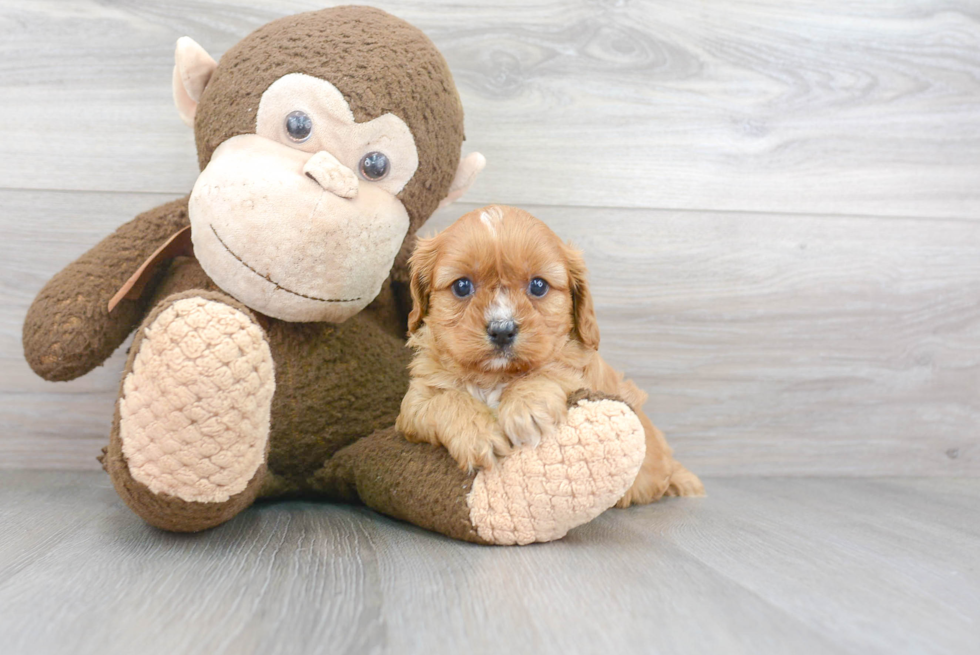 Adorable Cavoodle Poodle Mix Puppy