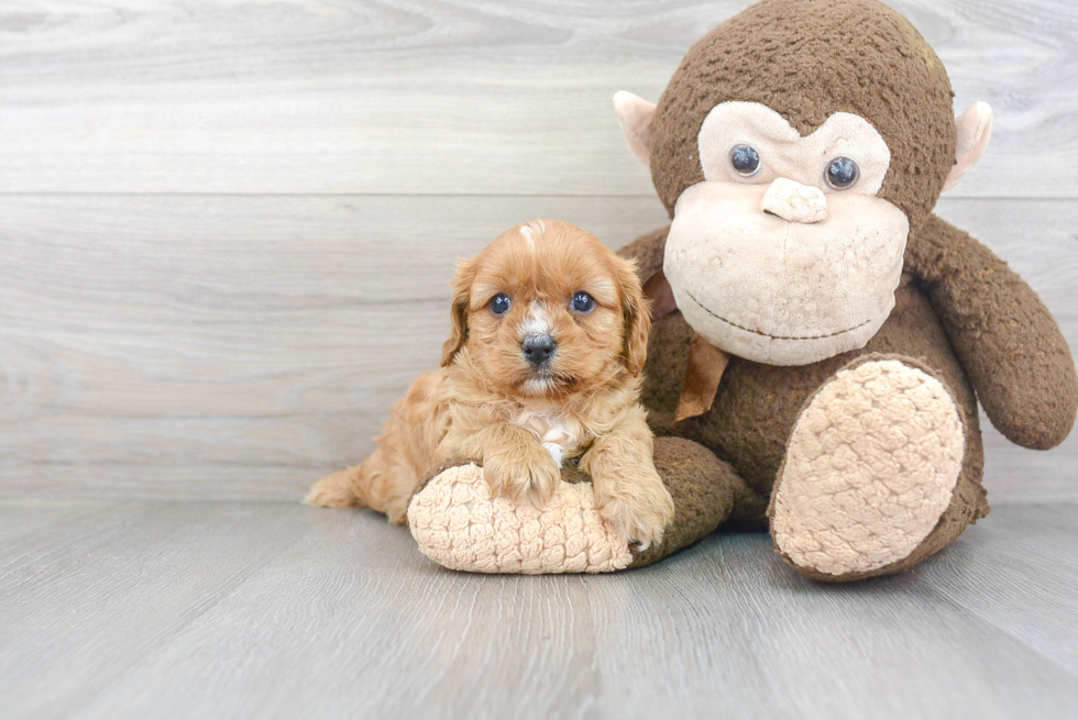 Cavapoo Puppy for Adoption