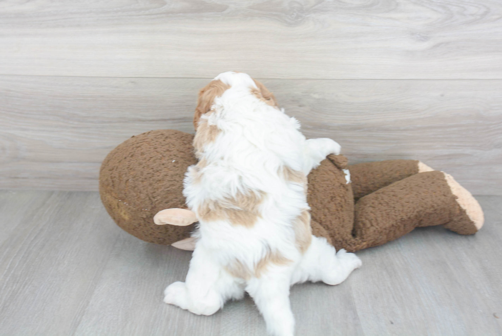 Happy Cavapoo Baby