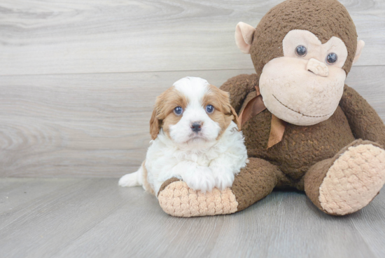 Funny Cavapoo Poodle Mix Pup