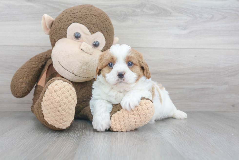 Friendly Cavapoo Baby