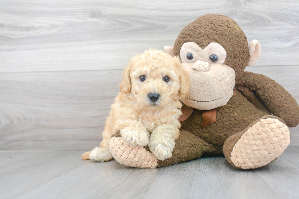 Playful Bichpoo Poodle Mix Puppy