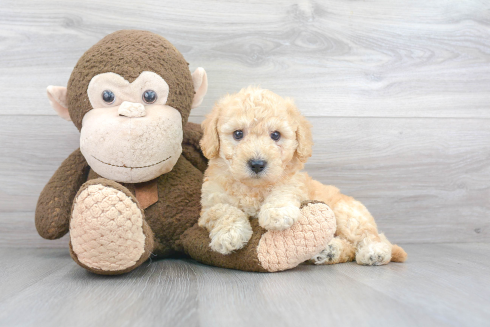 Funny Poochon Poodle Mix Pup