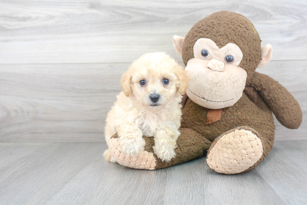 Friendly Poochon Baby