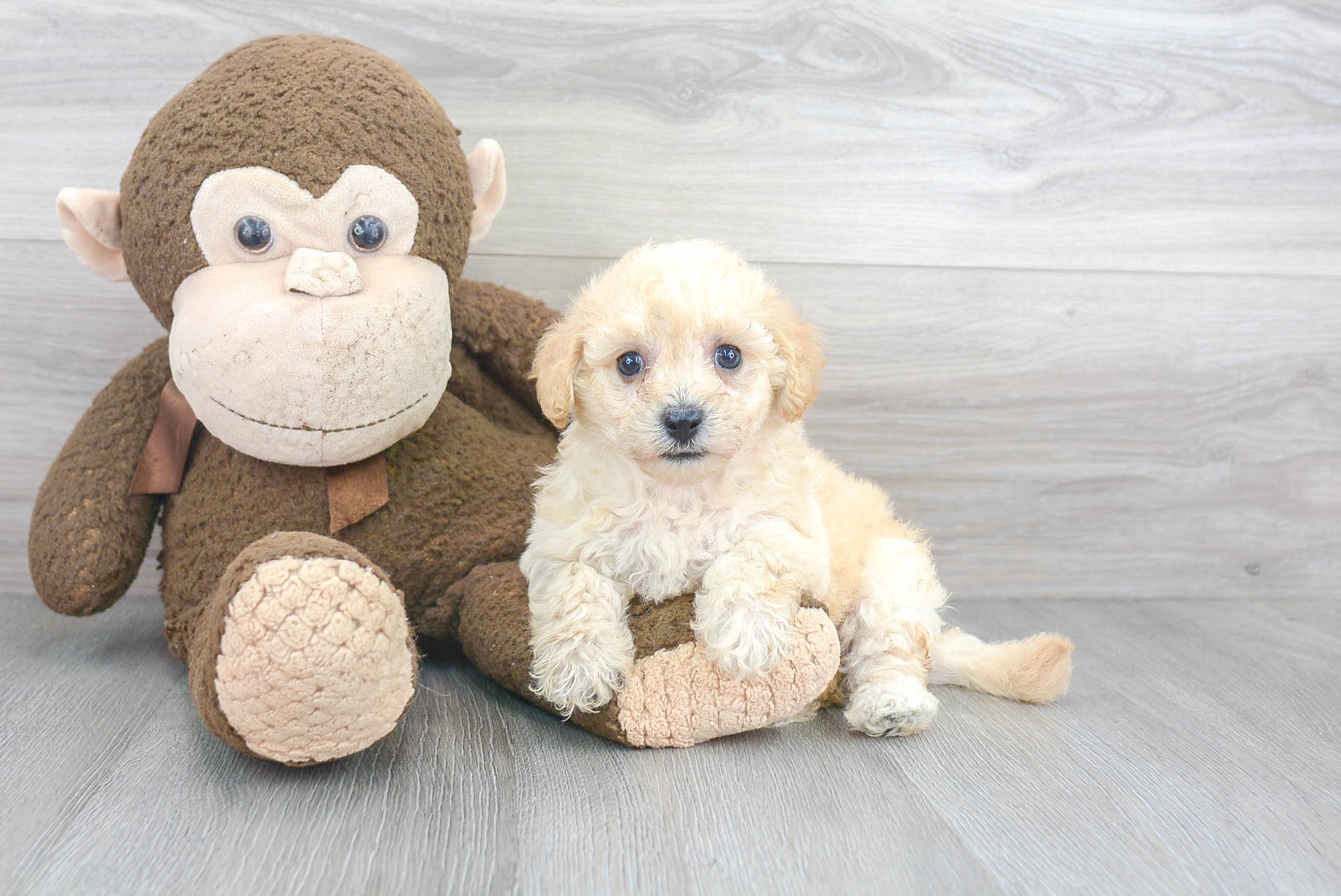 Poochon Puppy for Adoption