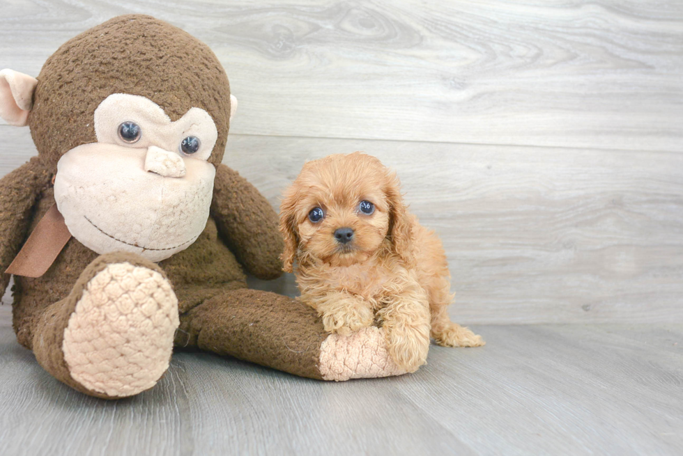 Best Cavapoo Baby