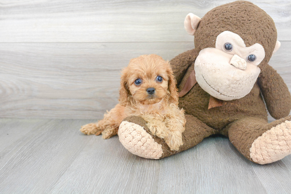 Cute Cavapoo Baby