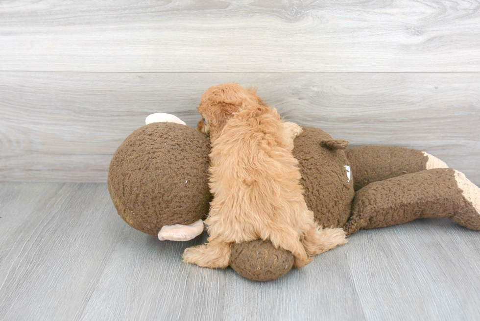 Petite Cavapoo Poodle Mix Pup