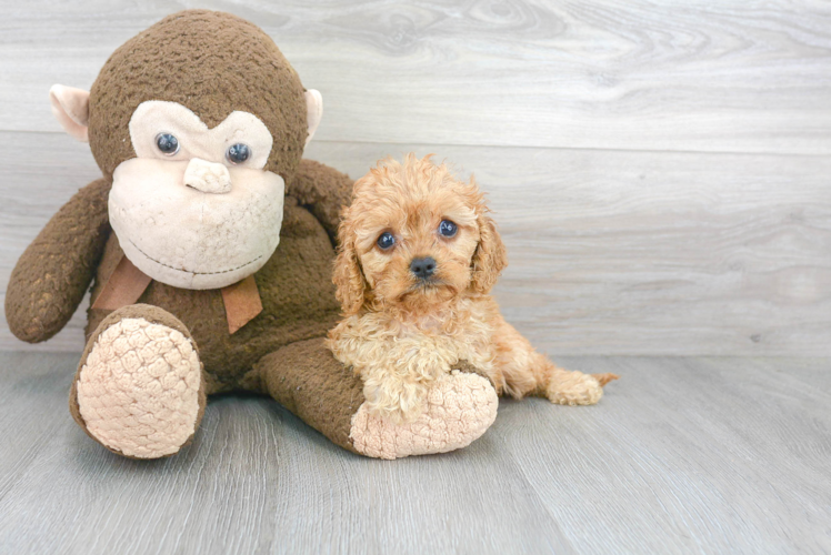 Energetic Cavoodle Poodle Mix Puppy