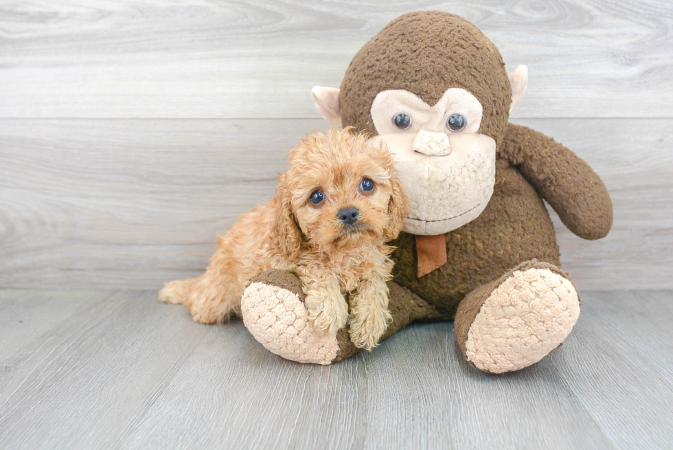 Friendly Cavapoo Baby