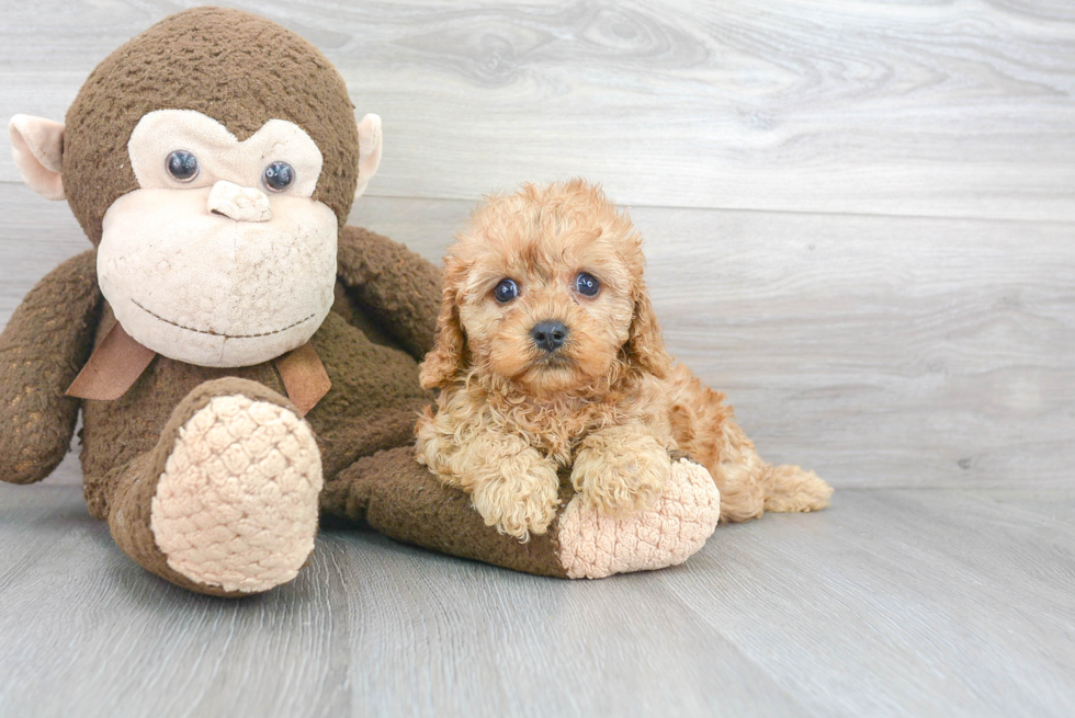 Small Cavapoo Baby