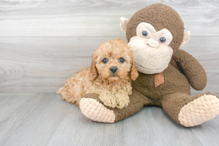 Hypoallergenic Cavoodle Poodle Mix Puppy