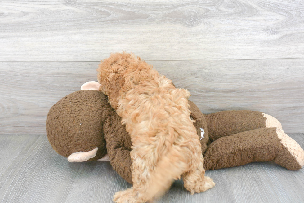 Happy Cavapoo Baby