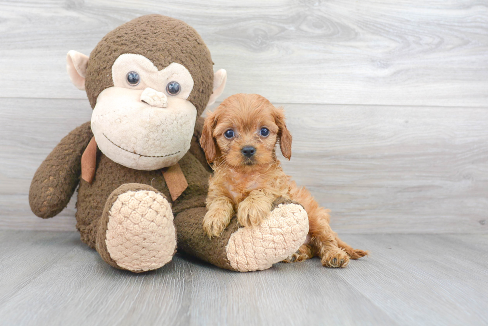 Cavapoo Pup Being Cute