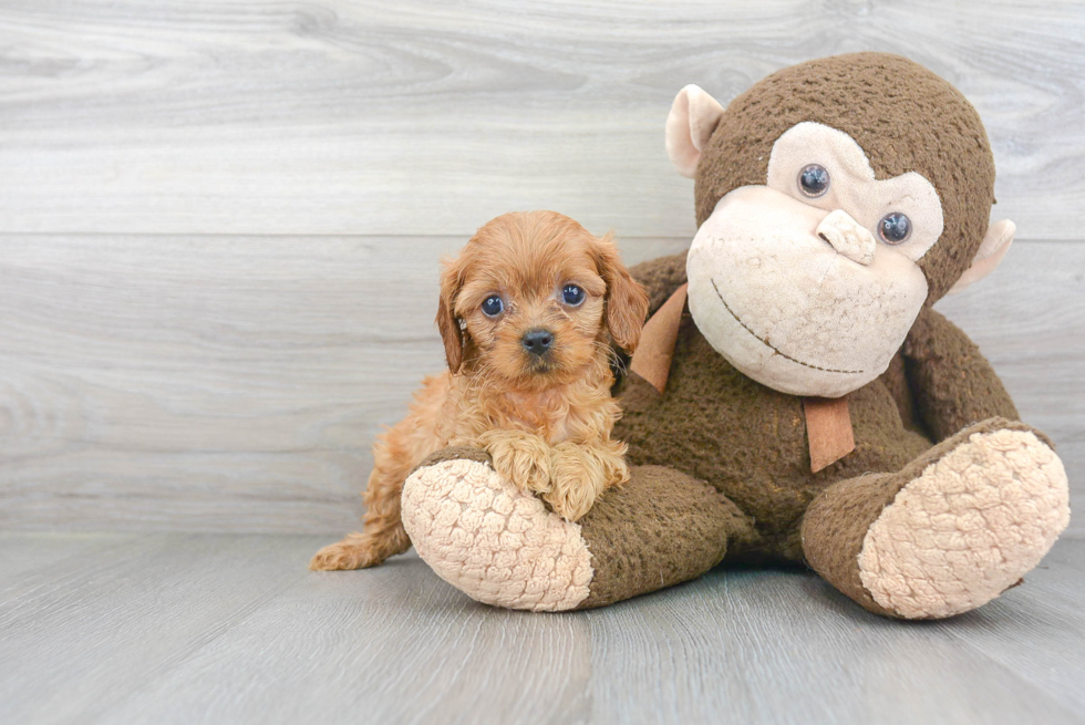 Best Cavapoo Baby