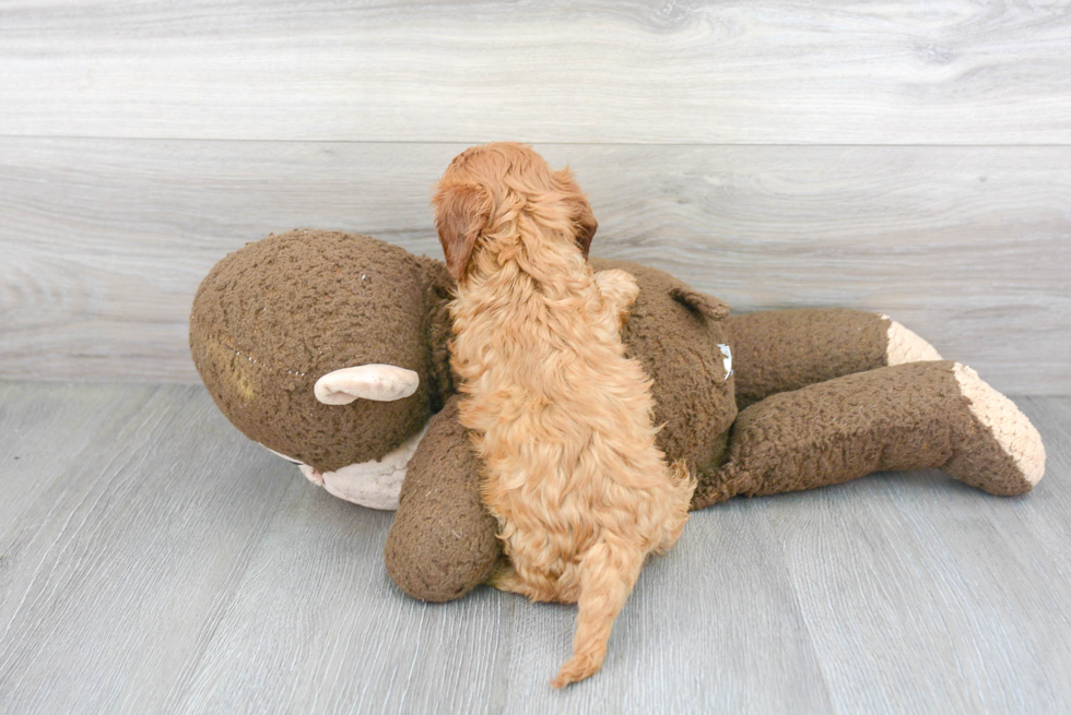 Popular Cavapoo Poodle Mix Pup