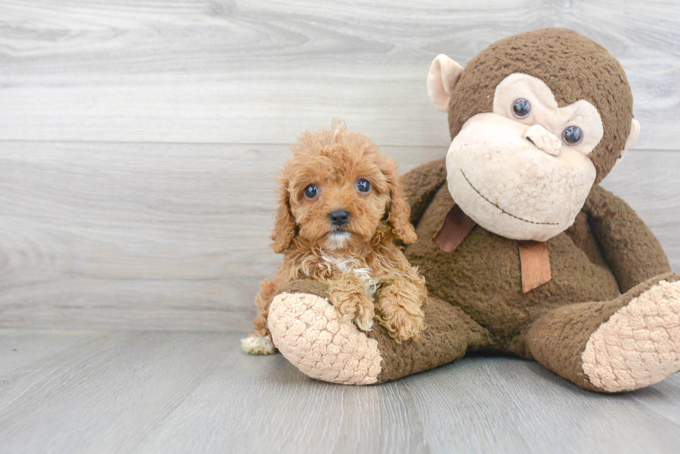 Sweet Cavapoo Baby