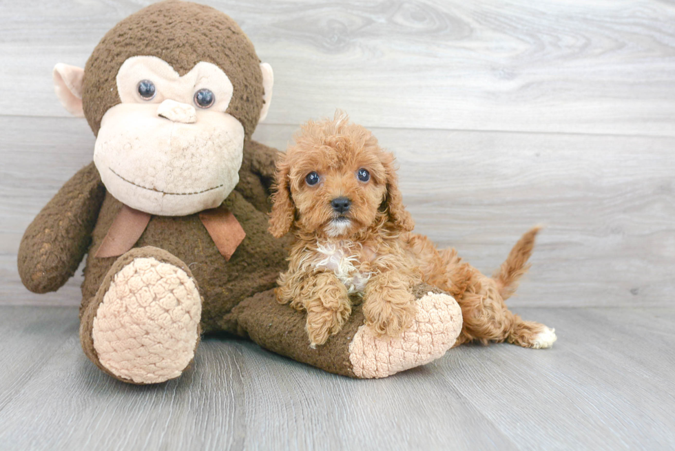 Fluffy Cavapoo Poodle Mix Pup