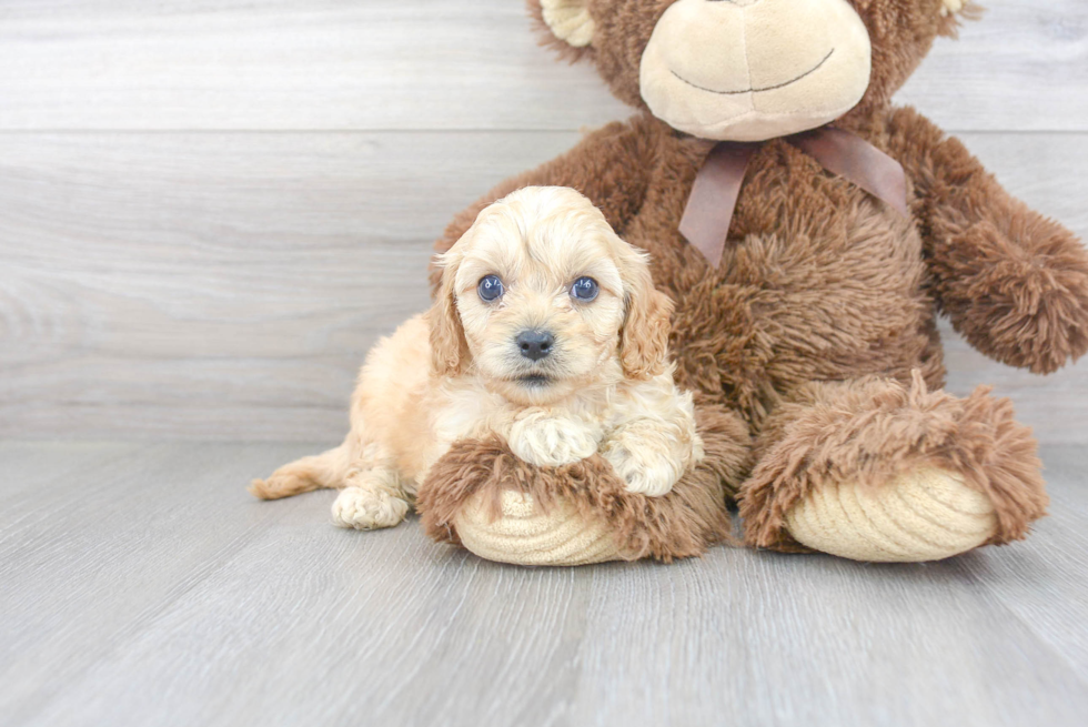 Friendly Cavapoo Baby