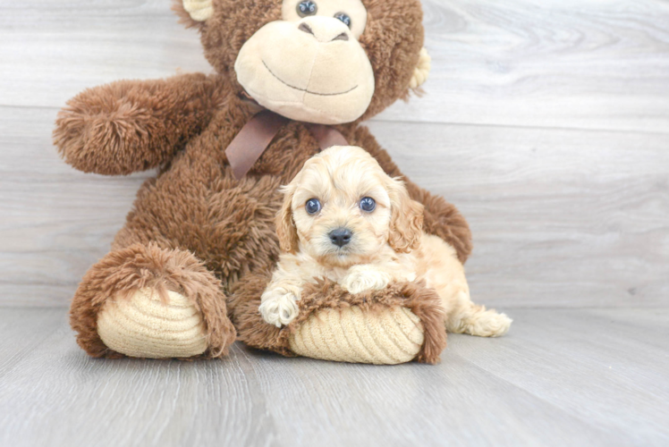 Friendly Cavapoo Baby