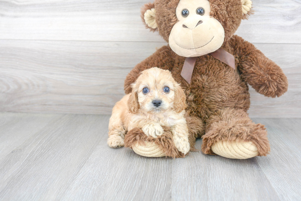 Cavapoo Puppy for Adoption