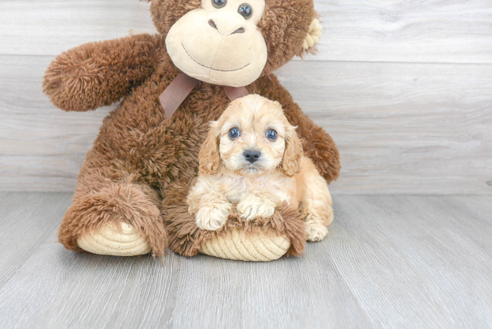 Cavapoo Pup Being Cute