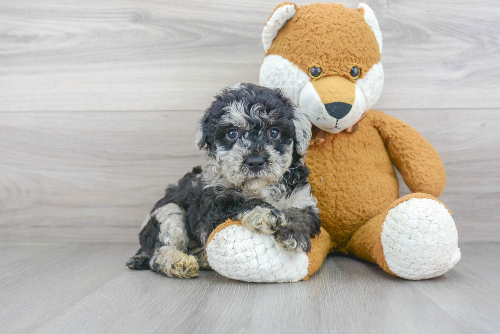 Poochon Pup Being Cute