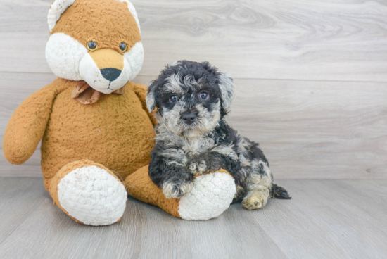 Petite Poochon Poodle Mix Pup