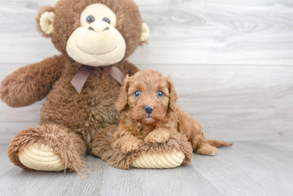 Cavapoo Puppy for Adoption