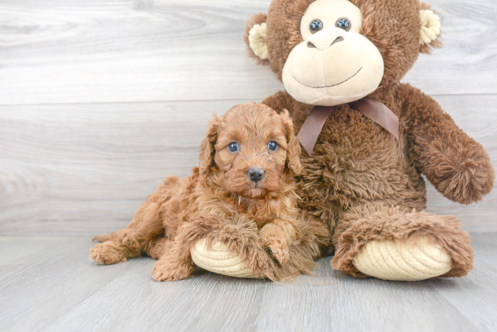 Happy Cavapoo Baby