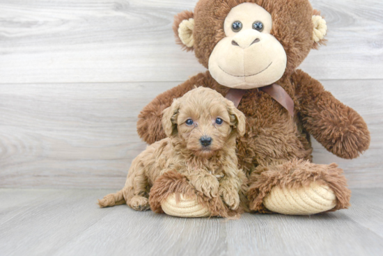 Popular Cavapoo Poodle Mix Pup